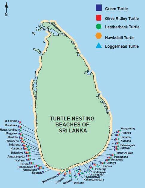 Turtle Nesting Beaches of Sri Lanka